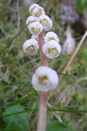 Pyrola minor / Common Wintergreen, D Black-Forest, Schauinsland 29.6.2008