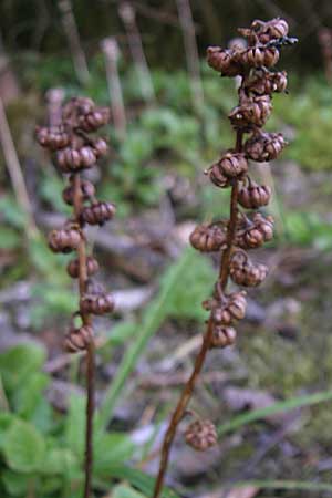 Pyrola minor / Common Wintergreen, D Black-Forest, Schauinsland 29.6.2008