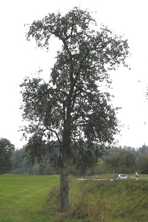 Pyrus communis / Pear, D Dinkelsbühl 9.10.2009