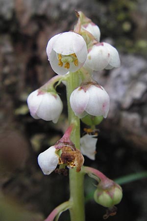 Pyrola minor \ Kleines Wintergrn / Common Wintergreen, D Schwarzwald/Black-Forest, Kaltenbronn 7.7.2012