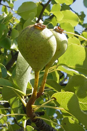 Pyrus pyraster / Wild Pear, D Thüringen, Drei Gleichen 6.8.2013