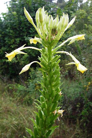 Oenothera pycnocarpa \ Dickfrchtige Nachtkerze / Late-Blooming Evening Primrose, D Graben-Neudorf 21.7.2014