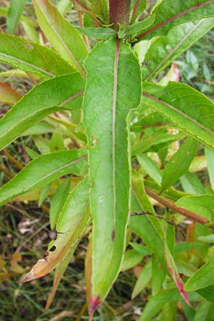 Oenothera pycnocarpa \ Dickfrchtige Nachtkerze, D Graben-Neudorf 21.7.2014