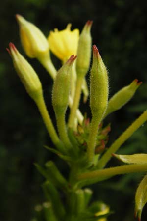 Oenothera pycnocarpa \ Dickfrchtige Nachtkerze, D Graben-Neudorf 28.7.2014