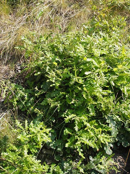 Quercus cerris \ Zerr-Eiche, D Hanau 13.7.2013