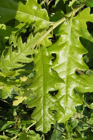 Quercus cerris \ Zerr-Eiche / Turkey Oak, D Hanau 13.7.2013