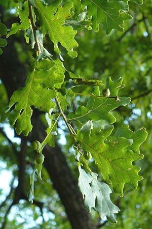 Quercus pubescens \ Flaum-Eiche / White Oak, D Thüringen, Drei Gleichen 6.8.2013