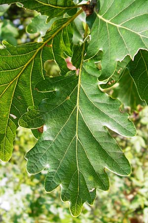Quercus petraea \ Trauben-Eiche / Sessile Oak, D Rheinhessen, Wonsheim 17.8.2014