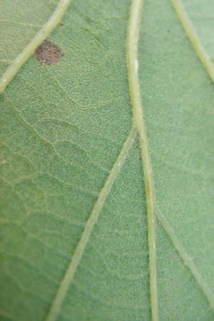 Quercus petraea / Sessile Oak, D Rheinhessen, Wonsheim 17.8.2014