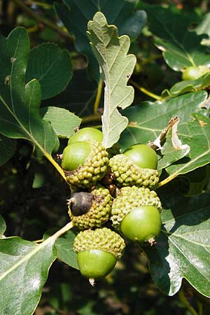 Quercus petraea \ Trauben-Eiche / Sessile Oak, D Rheinhessen, Wonsheim 17.8.2014