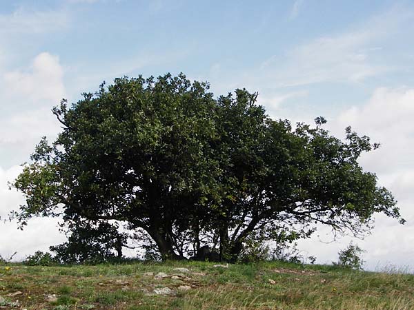 Quercus petraea \ Trauben-Eiche / Sessile Oak, D Rheinhessen, Wonsheim 17.8.2014