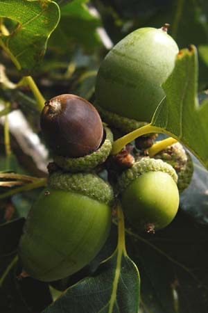 Quercus petraea / Sessile Oak, D Rheinhessen, Wonsheim 17.8.2014