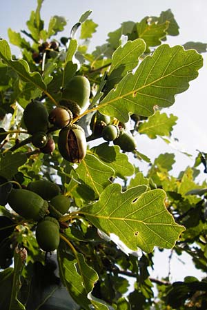 Quercus petraea / Sessile Oak, D Rheinhessen, Wonsheim 17.8.2014