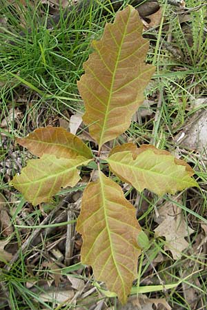 Quercus palustris \ Sumpf-Eiche, Nagel-Eiche / Pin Oak, D Viernheim 16.5.2009