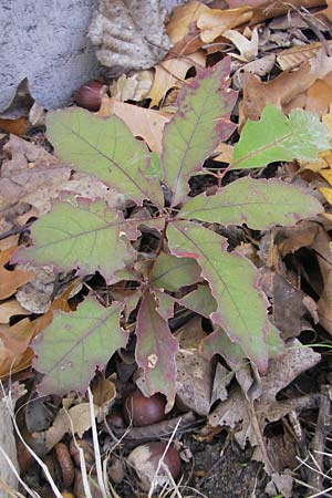 Quercus palustris \ Sumpf-Eiche, Nagel-Eiche / Pin Oak, D Karlsruhe 29.10.2011