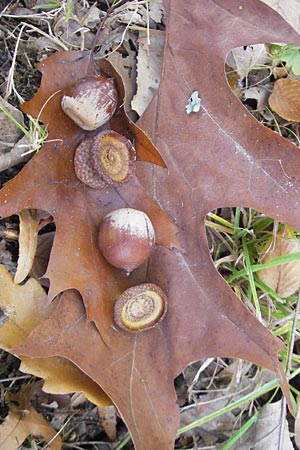 Quercus palustris \ Sumpf-Eiche, Nagel-Eiche / Pin Oak, D Karlsruhe 29.10.2011