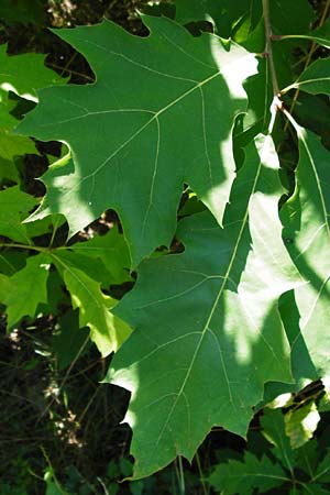 Quercus rubra \ Rot-Eiche, D Graben-Neudorf 19.7.2014