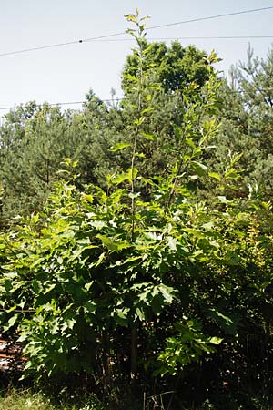 Quercus rubra \ Rot-Eiche, D Graben-Neudorf 19.7.2014