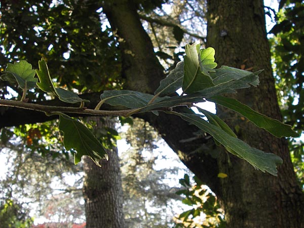 Quercus x turneri \ Wintergrne Eiche, D Weinheim an der Bergstraße, Botan. Gar.  Hermannshof 18.10.2012