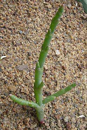 Salicornia europaea \ Queller / Common Glasswort, D Buggingen 12.7.2008
