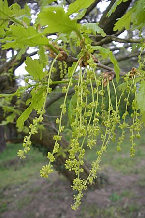 Quercus robur \ Stiel-Eiche, D Sandhausen 16.4.2009