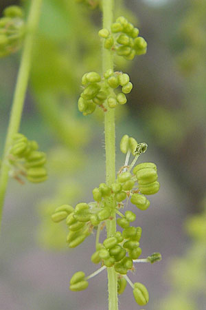 Quercus robur \ Stiel-Eiche / Common Oak, D Sandhausen 16.4.2009