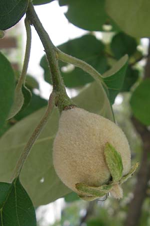 Cydonia oblonga / Quince, D Harburg in Schwaben 9.6.2012