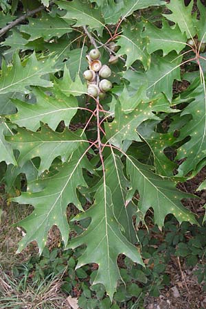 Quercus palustris \ Sumpf-Eiche, Nagel-Eiche / Pin Oak, D Büttelborn 15.9.2012