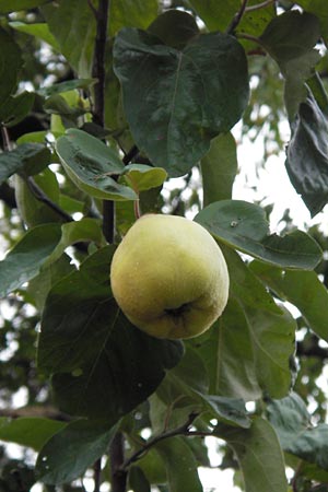 Cydonia oblonga / Quince, D Hemsbach 25.9.2012