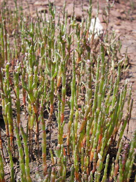 Salicornia europaea \ Europischer Queller / Common Glasswort, D Philippsthal-Heimboldshausen 27.7.2013