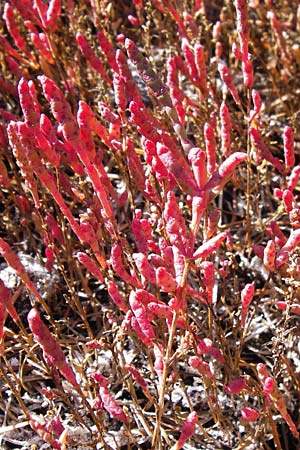 Salicornia europaea \ Europischer Queller / Common Glasswort, D Philippsthal-Heimboldshausen 3.10.2013