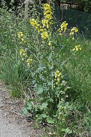 Brassica napus \ Raps / Oilseed Rape, Rapeseed, D Bürstadt 29.4.2006