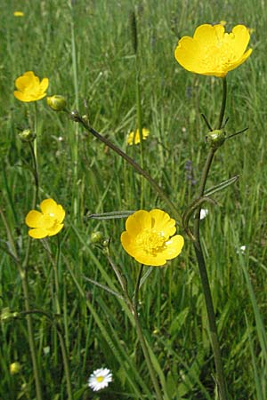 Ranunculus acris subsp. friesianus \ Scharfer Hahnenfu, D Spessart, Steinau 6.5.2006