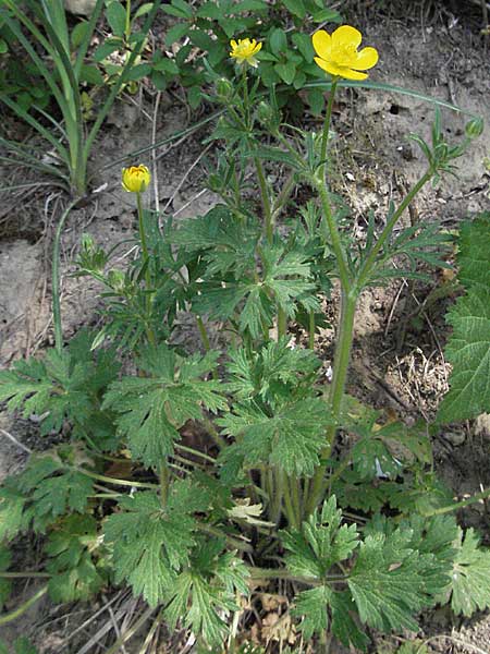 Ranunculus bulbosus \ Knolliger Hahnenfu, D Bruchsal 7.5.2006