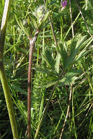 Ranunculus acris subsp. friesianus \ Scharfer Hahnenfu / Meadow Buttercup, D Bruchsal 11.5.2006