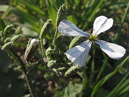 Raphanus raphanistrum subsp. raphanistrum \ Hederich, Acker-Rettich / Wild Radish, D Bruchsal 11.5.2006