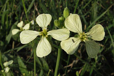 Raphanus raphanistrum subsp. landra \ Gelber Acker-Rettich / Mediterranean Radish, D Viernheim 27.6.2006