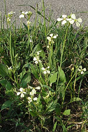 Raphanus raphanistrum subsp. landra \ Gelber Acker-Rettich / Mediterranean Radish, D Viernheim 27.6.2006