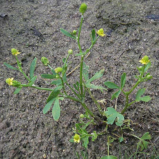 Ranunculus sceleratus \ Gift-Hahnenfu / Celery-Leaved Buttercup, D Viernheim 27.6.2006