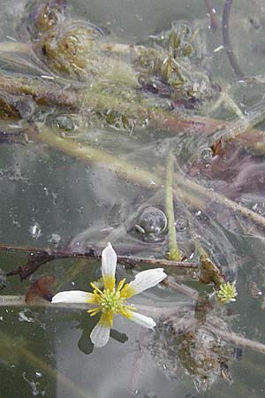 Ranunculus trichophyllus ? / Thread-Leaved Water Crowfoot, D Eisenberg 1.7.2006