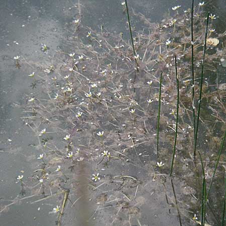 Ranunculus trichophyllus ? \ Haarblttriger Wasser-Hahnenfu / Thread-Leaved Water Crowfoot, D Eisenberg 1.7.2006