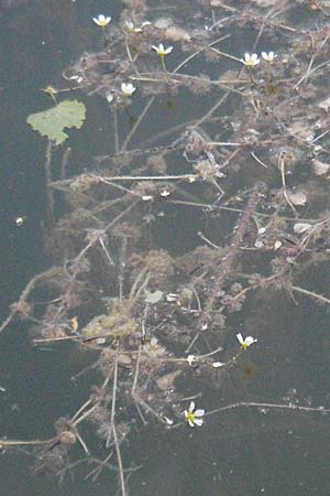 Ranunculus trichophyllus ? / Thread-Leaved Water Crowfoot, D Eisenberg 1.7.2006