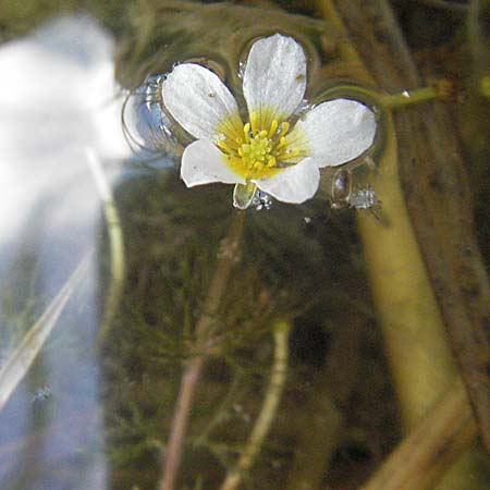 Ranunculus trichophyllus ? \ Haarblättriger Wasser-Hahnenfuß / Thread-Leaved Water Crowfoot, D Eisenberg 1.7.2006