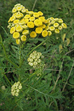 Tanacetum vulgare \ Rainfarn / Tansy, D Mannheim 6.7.2006