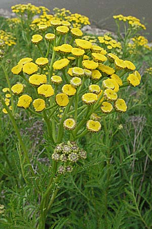 Tanacetum vulgare \ Rainfarn, D Mannheim 6.7.2006