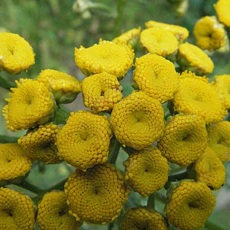 Tanacetum vulgare \ Rainfarn / Tansy, D Pforzheim 22.7.2006