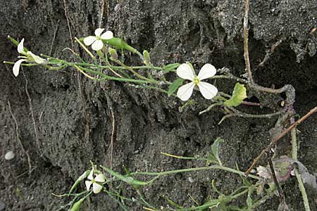 Raphanus raphanistrum subsp. landra \ Gelber Acker-Rettich / Mediterranean Radish, D Waghäusel 5.8.2006