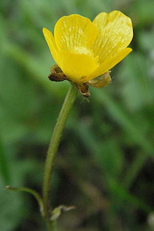 Ranunculus acris subsp. acris \ Scharfer Hahnenfu / Meadow Buttercup, D Heidelberg 17.3.2007