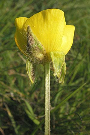 Ranunculus bulbosus \ Knolliger Hahnenfu, D Weinheim an der Bergstraße 2.4.2007