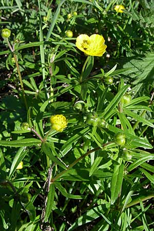 Ranunculus abstrusus ? \ Sonderbarer Gold-Hahnenfu, D Ingelheim 20.4.2008